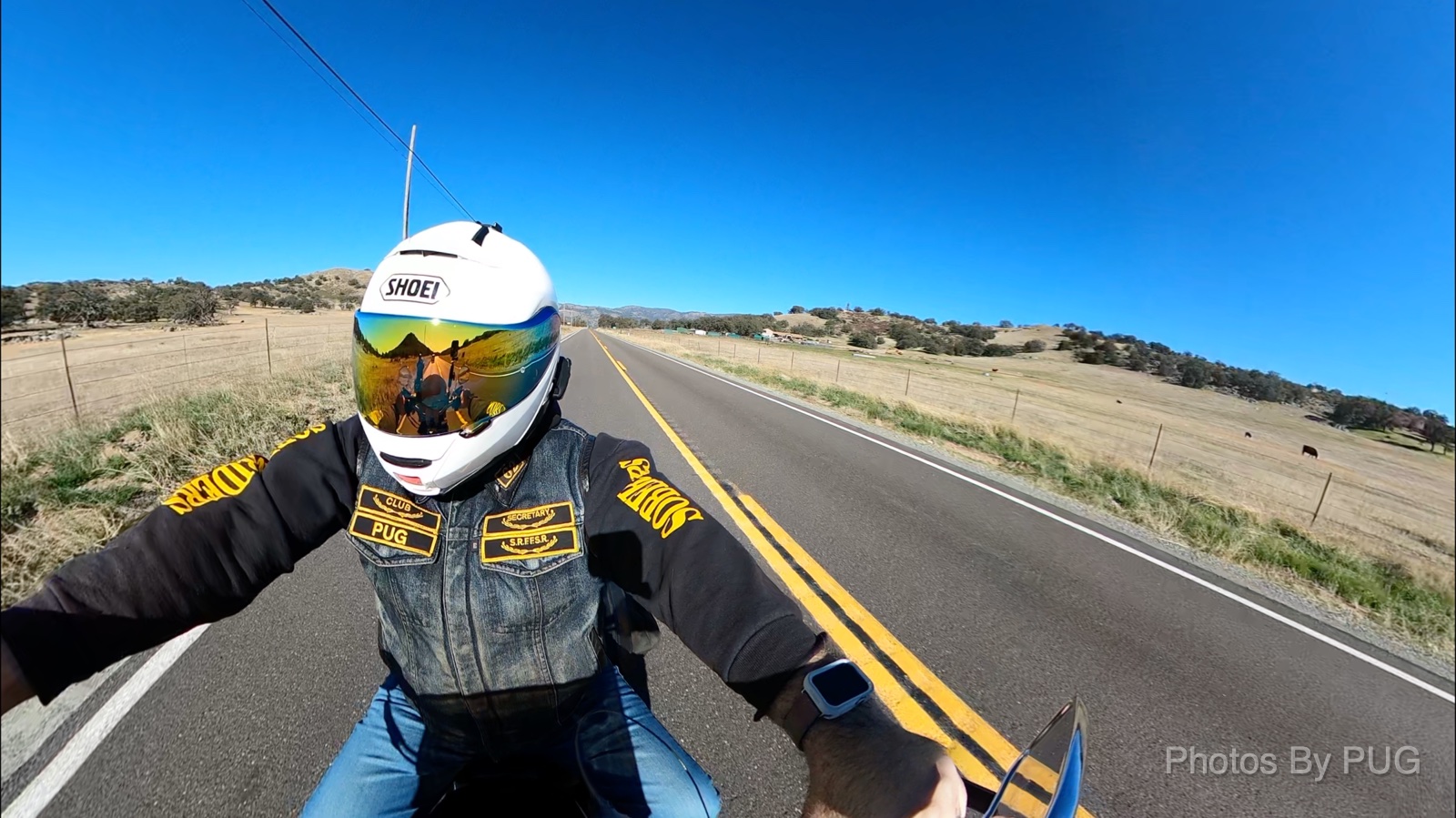 pug